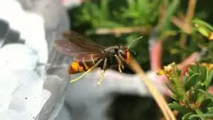 BAlZLxQeSSgGmlW-800x450-noPad